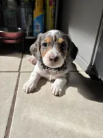 Lucky, a male Miniature Dachshund for sale in Blue Island, IL – 3 of 3