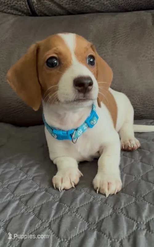Mickey – Miniature Dachshund puppy for sale in Blue Island, IL