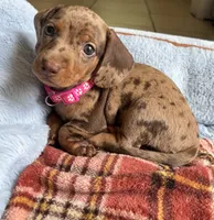 Lola, a female Miniature Dachshund for sale in Blue Island, IL – 3 of 3