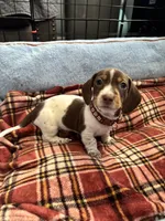 Leo, a male Miniature Dachshund for sale in Blue Island, IL – 4 of 4