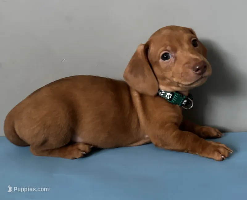 Camilo – Miniature Dachshund puppy for sale in Blue Island, IL