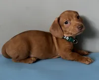 Camilo, a male Miniature Dachshund for sale in Blue Island, IL – 1 of 2