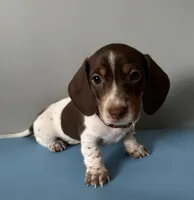 Leo, a male Miniature Dachshund for sale in Blue Island, IL – 1 of 4