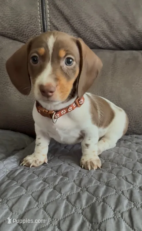 Leo – Miniature Dachshund puppy for sale in Blue Island, IL