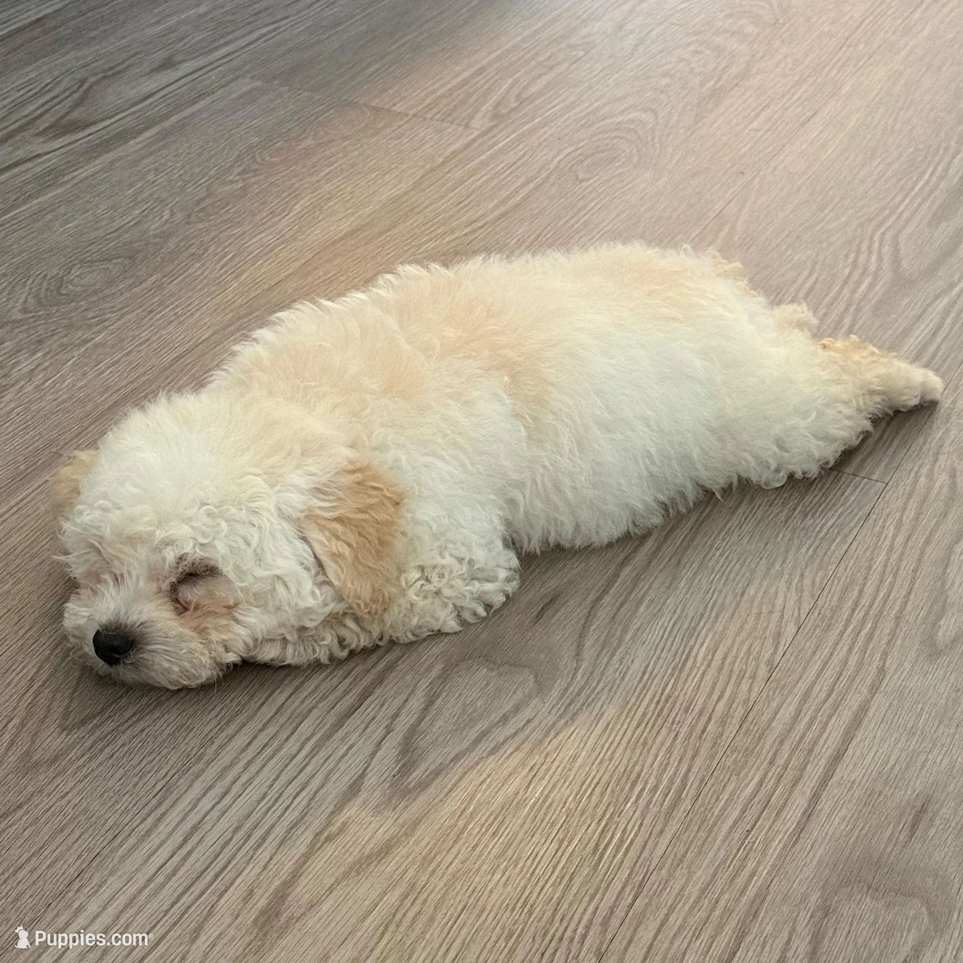 Mochi, a male Maltipoo for sale in Fairfield, CA – Photo 3 of 5