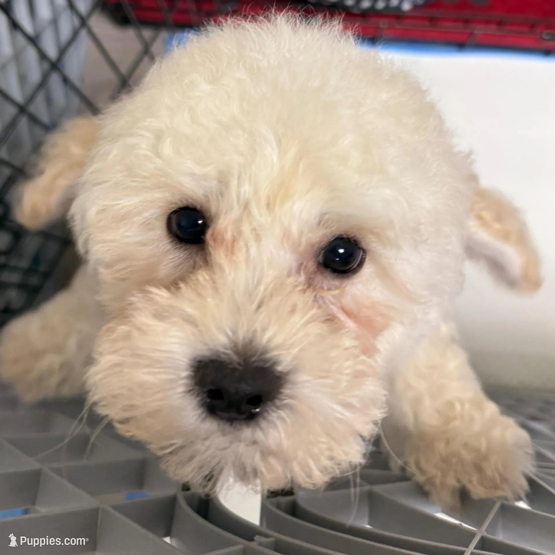 Mochi, a male Maltipoo for sale in Fairfield, CA – Photo 5 of 5
