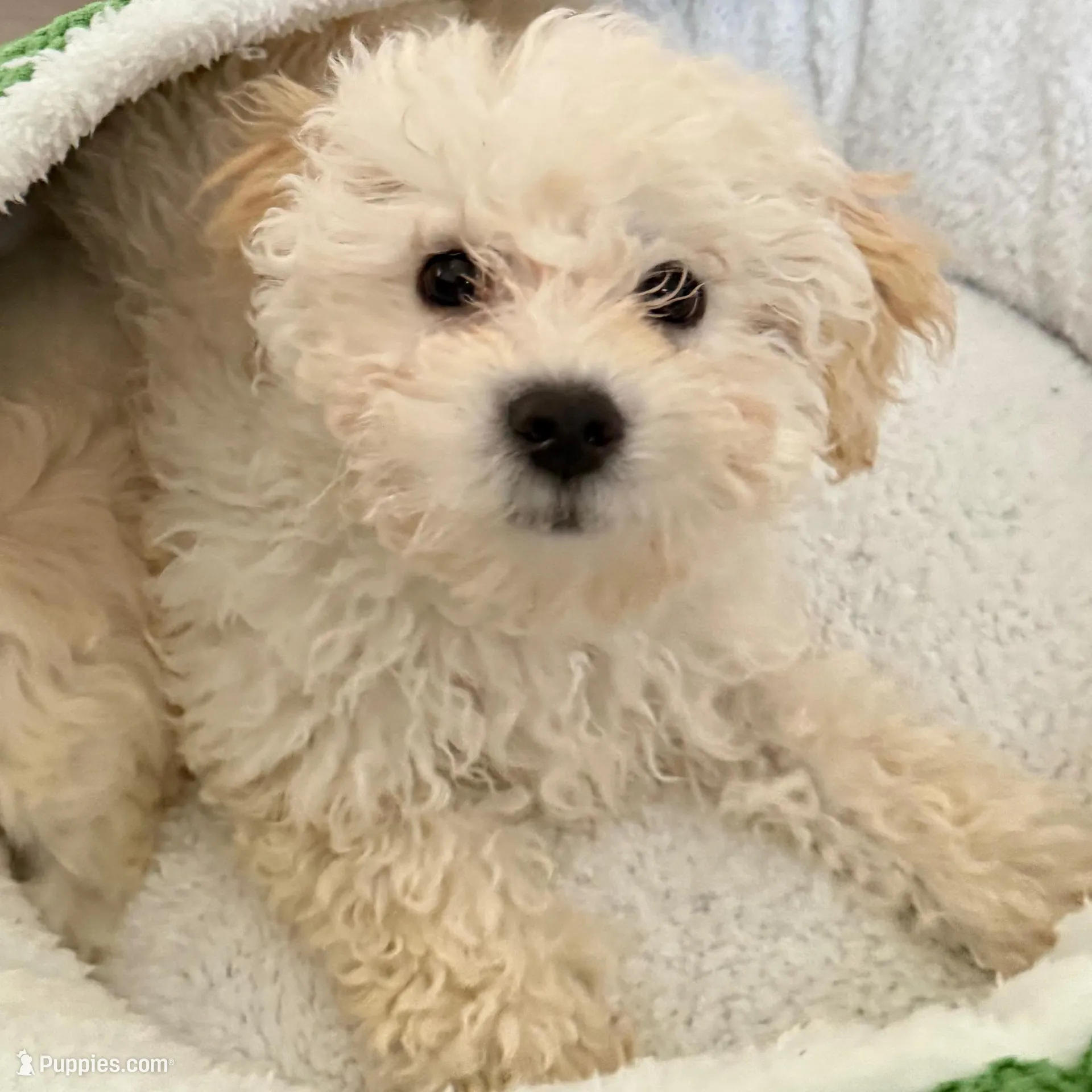 Mochi, a male Maltipoo for sale in Fairfield, CA – Photo 2 of 5