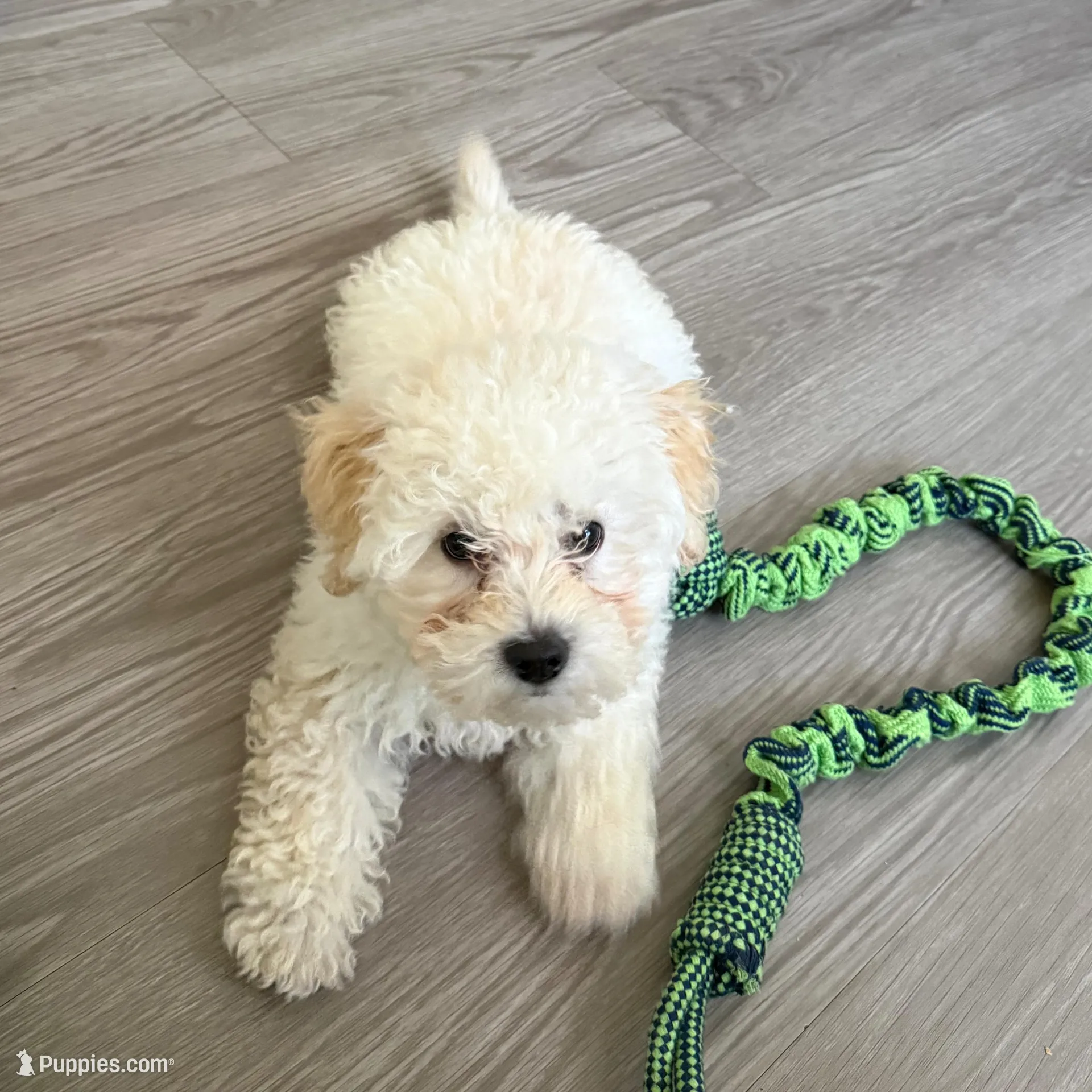 Mochi, a male Maltipoo for sale in Fairfield, CA – Photo 1 of 5
