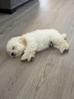 Mochi, a male Maltipoo for sale in Fairfield, CA – Photo 4 of 5