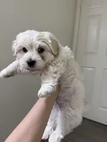 Sumo, a male Maltipoo for sale in Fairfield, CA – Photo 4 of 6