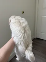 Sumo, a male Maltipoo for sale in Fairfield, CA – Photo 6 of 6