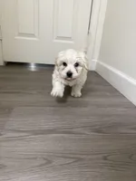 Sumo, a male Maltipoo for sale in Fairfield, CA – Photo 5 of 6