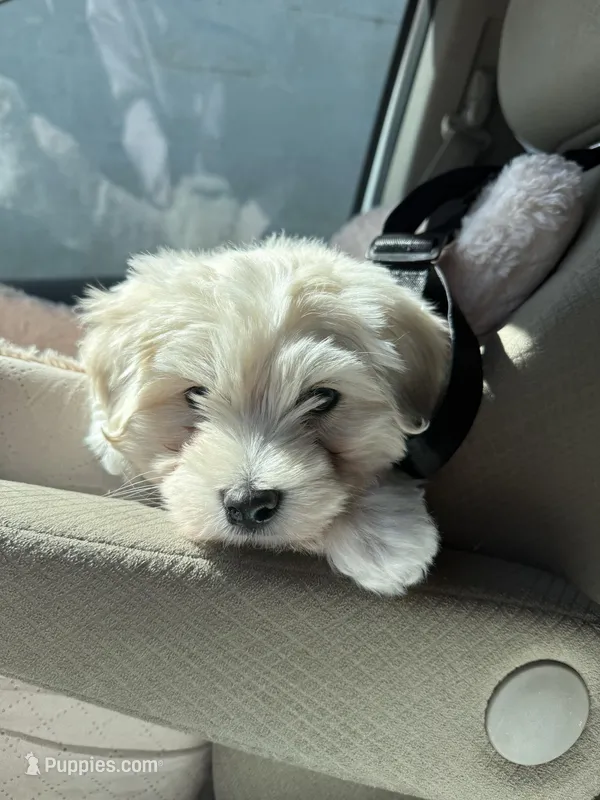 Charlie  – Maltipoo puppy for sale in Fairfield, CA