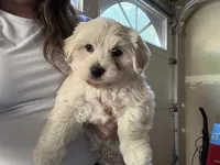 Sumo, a male Maltipoo for sale in Fairfield, CA – Photo 3 of 6