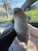 Petunia, a female Maltipoo for sale in Fairfield, CA – Photo 2 of 3