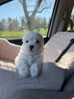 Petunia, a female Maltipoo for sale in Fairfield, CA – Photo 1 of 3