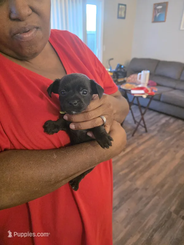 Green – Rat Terrier, Yorkshire Terrier puppy for sale in Vacaville, CA