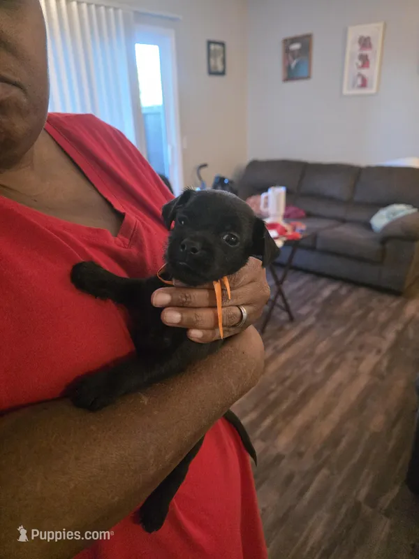 Orange – Rat Terrier, Yorkshire Terrier puppy for sale in Vacaville, CA