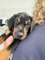 Red Male, a male Doberman Pinscher for sale in Fort Lauderdale, FL – 1 of 1