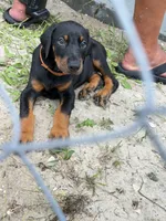 Orange female , a female Doberman Pinscher for sale in Fort Lauderdale, FL – 2 of 3