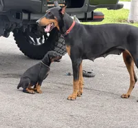 Orange female , a female Doberman Pinscher for sale in Fort Lauderdale, FL – 3 of 3