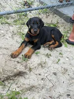 Orange female , a female Doberman Pinscher for sale in Fort Lauderdale, FL – 1 of 3