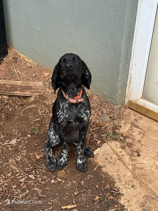 Knox – German Shorthaired Pointer puppy for sale in Elkin, NC
