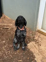 Knox, a male German Shorthaired Pointer for sale in Elkin, NC – Photo 1 of 3