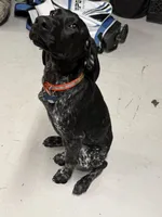 Knox, a male German Shorthaired Pointer for sale in Elkin, NC – Photo 2 of 3