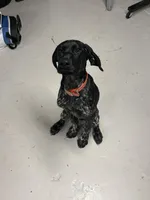 Knox, a male German Shorthaired Pointer for sale in Elkin, NC – Photo 3 of 3
