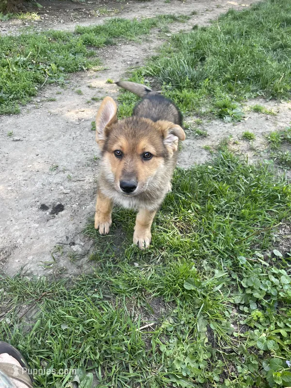 Tan – German Shepherd Dog puppy for sale in Webberville, MI