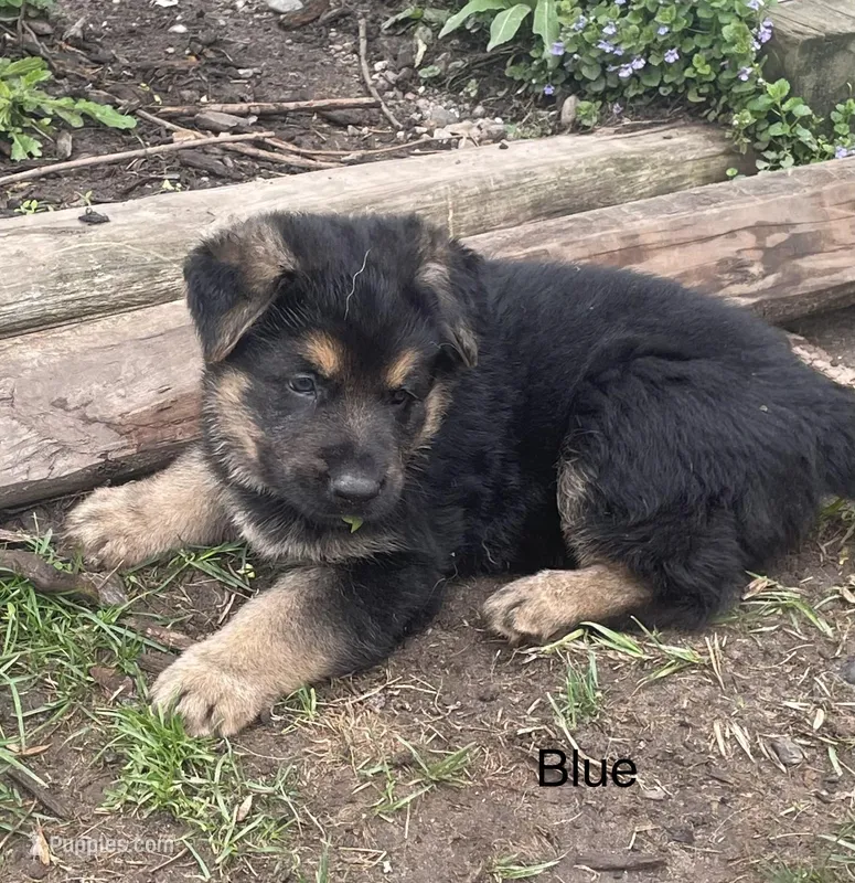 Blue – German Shepherd Dog puppy for sale in Webberville, MI