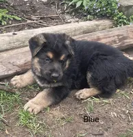 Blue, a male German Shepherd Dog for sale in Webberville, MI – 1 of 1