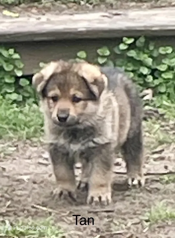 Tan – German Shepherd Dog puppy for sale in Webberville, MI