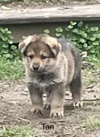 Tan, a female German Shepherd Dog for sale in Webberville, MI – 1 of 1