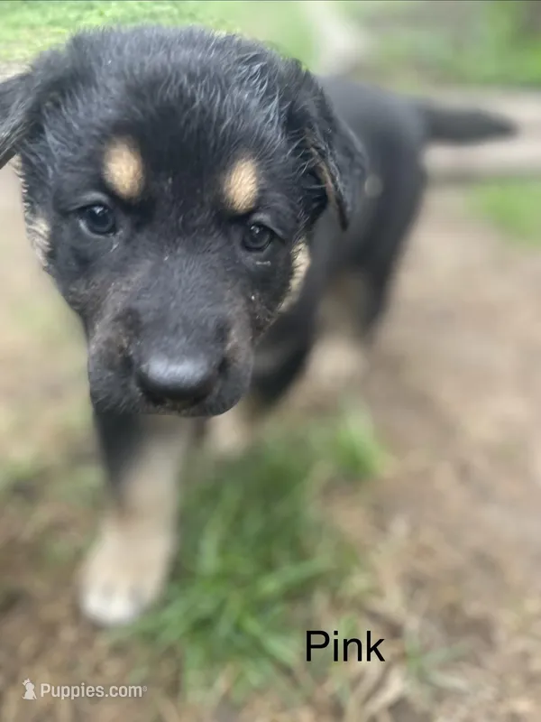 Pink – German Shepherd Dog puppy for sale in Webberville, MI
