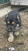 Green, a male German Shepherd Dog for sale in Webberville, MI – 2 of 2