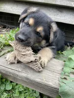 Green, a male German Shepherd Dog for sale in Webberville, MI – 1 of 2