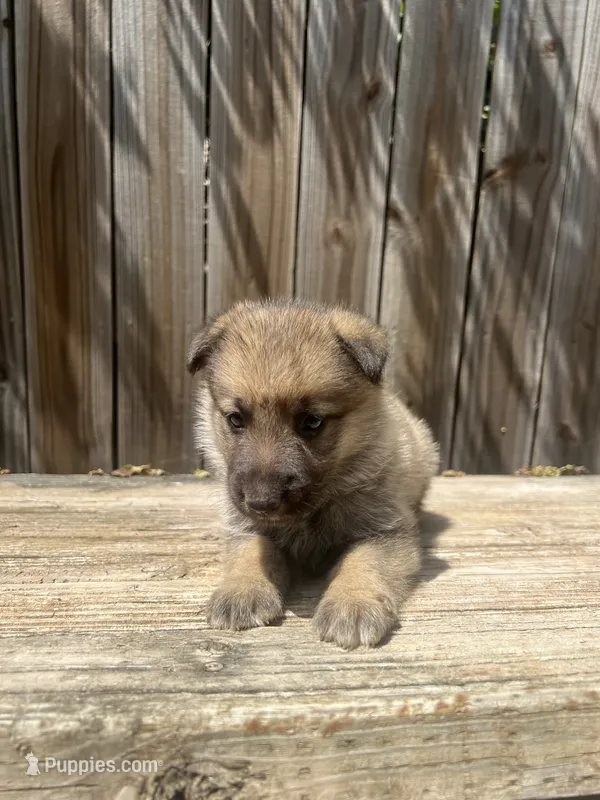 Female 1 – German Shepherd Dog puppy on hold in Hurst, TX