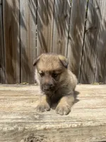 Female 1, a female German Shepherd Dog for sale in Hurst, TX – 1 of 5