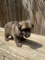 Female 3, a female German Shepherd Dog for sale in Hurst, TX – 4 of 5