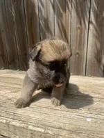 Female 2, a female German Shepherd Dog for sale in Hurst, TX – 3 of 3