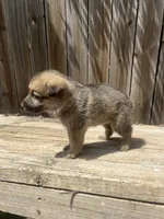 Female 1, a female German Shepherd Dog for sale in Hurst, TX – 5 of 5