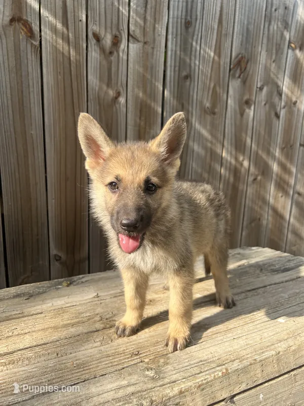 Female 1 – German Shepherd Dog puppy for sale in Hurst, TX