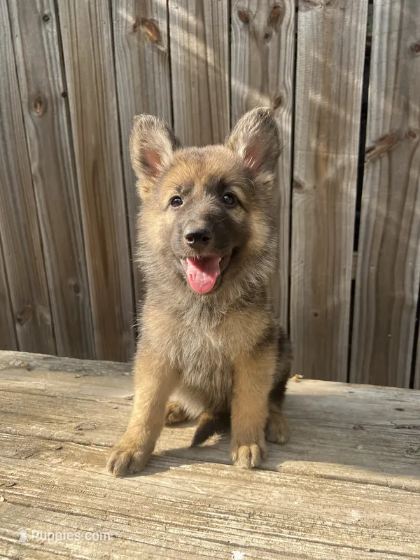 Female 3 – German Shepherd Dog puppy for sale in Hurst, TX