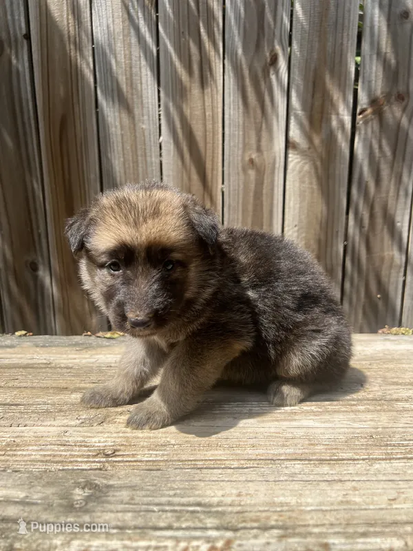 Female 2 – German Shepherd Dog puppy for sale in Hurst, TX