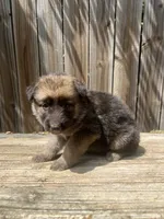 Female 2, a female German Shepherd Dog for sale in Hurst, TX – 1 of 3