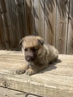 Female 1, a female German Shepherd Dog for sale in Hurst, TX – 4 of 5