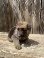 Female 2, a female German Shepherd Dog for sale in Hurst, TX – 2 of 3