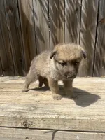 Female 1, a female German Shepherd Dog for sale in Hurst, TX – 3 of 5